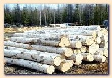 Sawn timber following. Manufacture sawn timber. Edged timber. Spuse timber. Edged wood. Wood sawn timber for pallets. Spuse logs producer. Exporter sawn timber. Hardwood lumber. Softwood lumber. Miller lumber. Sawn timber construction. Sawn timber oak. Sawn timber ash. Sawn timber beeech. Sawn timber alder. Sawn timber birch. Sawn timber pin. Sawn timber aspen. Sawn timber following cost